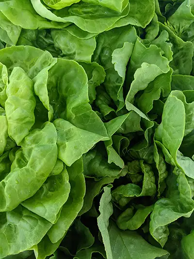 rainy lake market lettuce